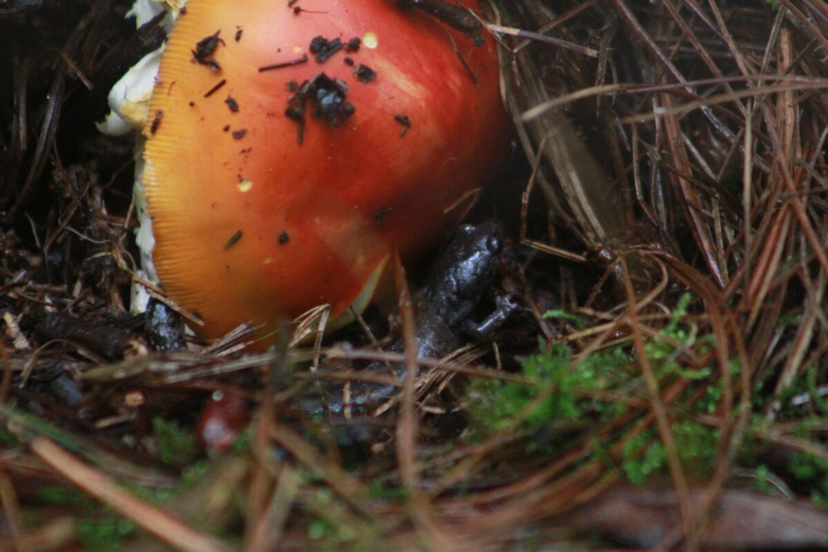 Una salamandra reposa debajo de un hongo en el bosque de las faldas del volcan Matlalcueye o Malinche