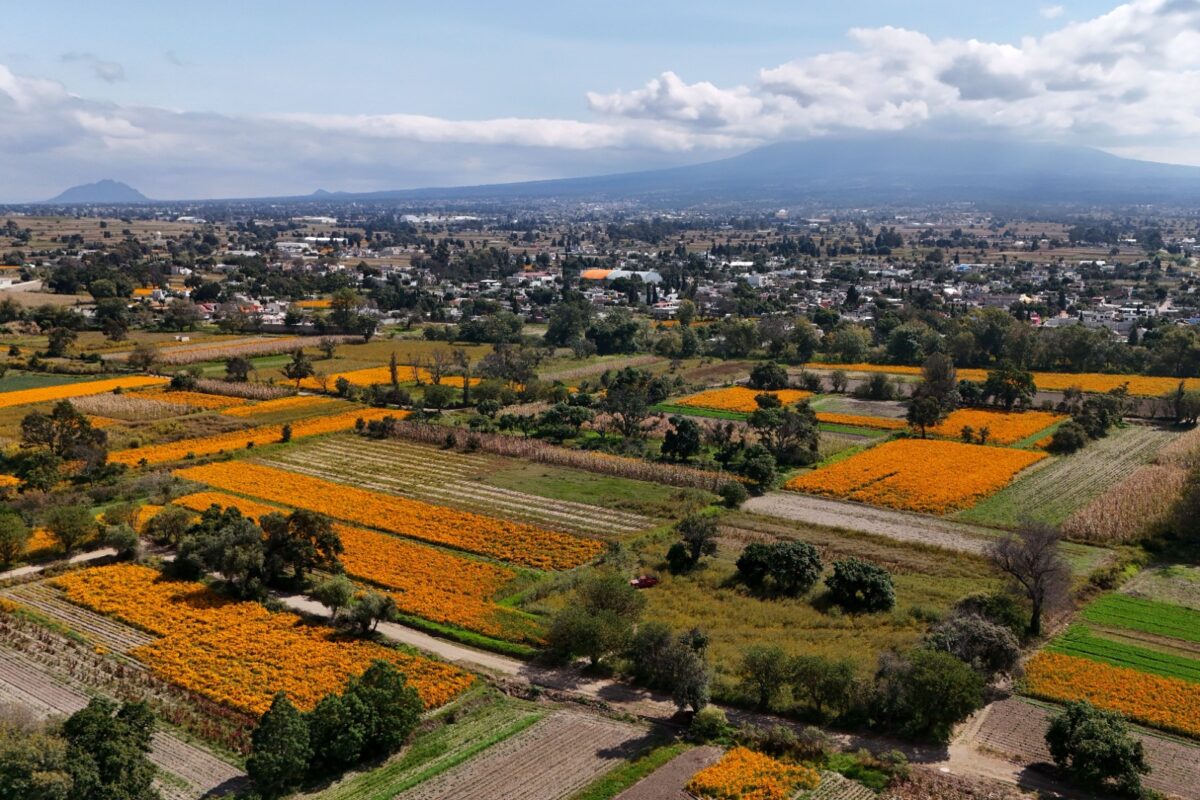 Vista aerea de los campos de Tepeyanco,, Tlaxcala, en los que campesinos cultivan flor de Cempasúchil o “flor de muerto”.